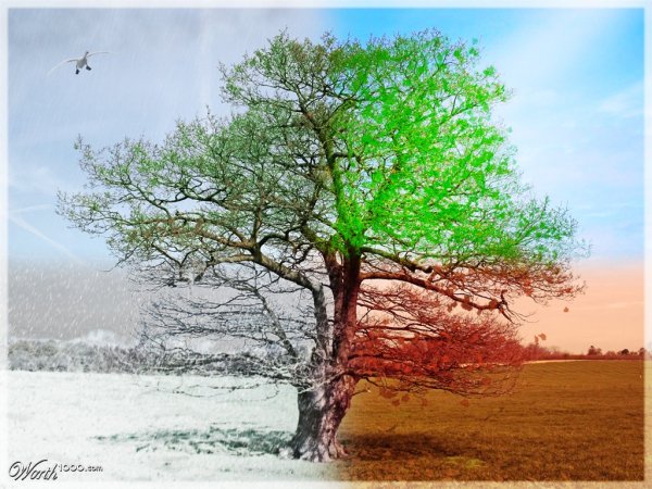 Дерево 4 времени года