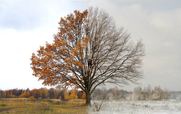 Деревья поздней осенью