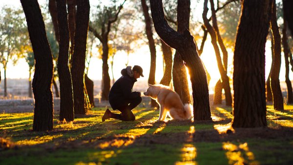 Прогулка с собакой в лесу