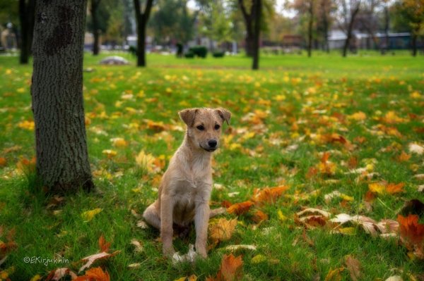 Собаки гуляют в парке