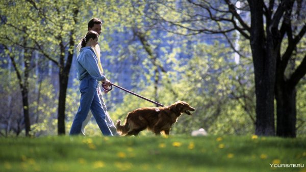 Прогулка с собакой в лесу