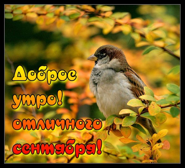 Осеннего настроения в любую погоду