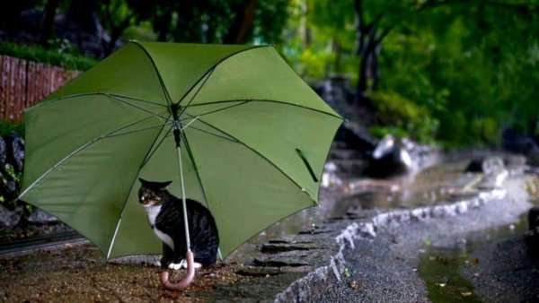 Дождь зонтик