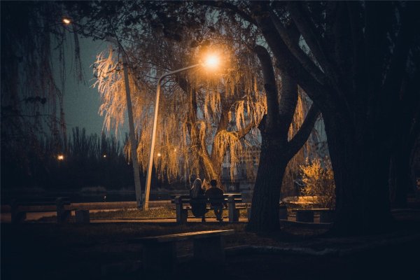 Дерево в парке ночью