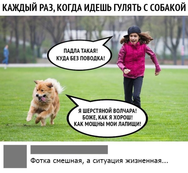 Собака гулять Мем