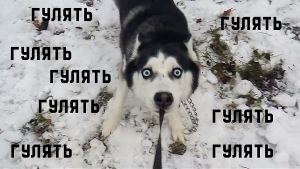 Пошел с собакой гулять