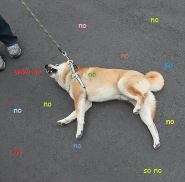 Гулять с собакой смешное