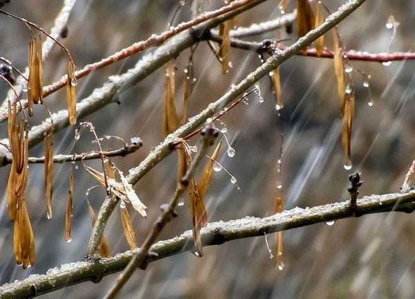 Дождик ранней весной