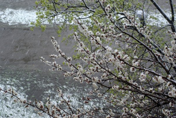 Плохая Весна