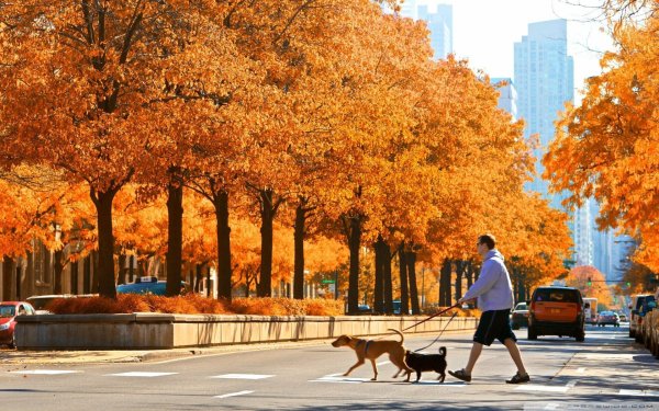 Осенние улицы города