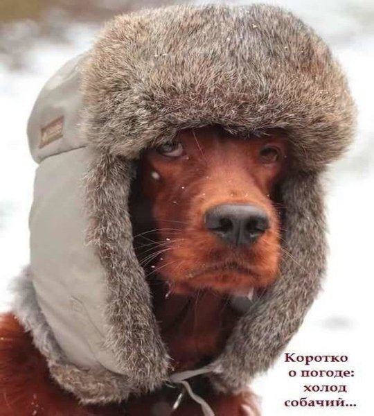 Собака в шапке ушанке