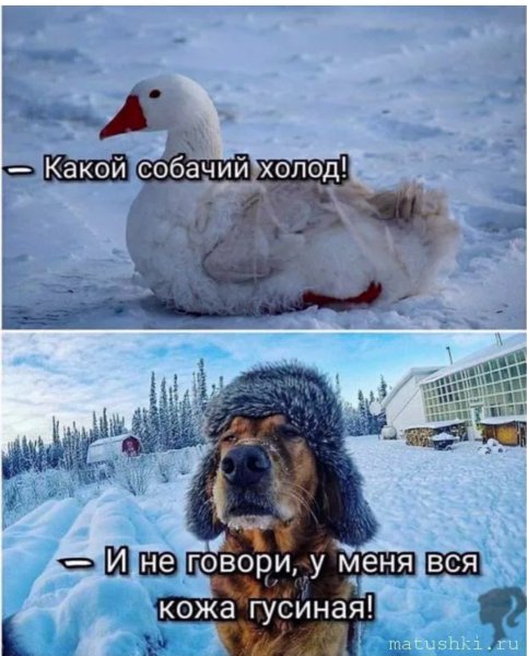 Доброе морозное утро с юморком