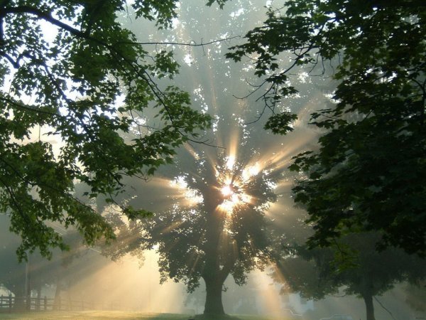 Дерево в солнечных лучах