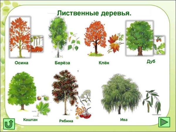 Деревья клен дуб осина ясень