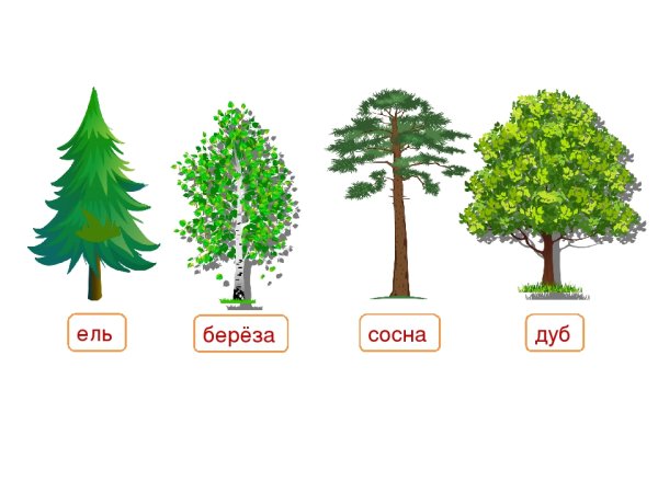 Ель сосна дуб береза