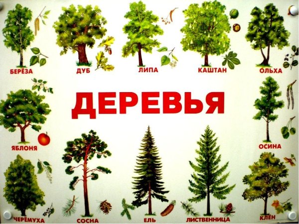 Деревья названия