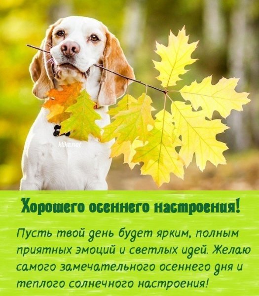 Бесплатно открытки с замечательным днем осенним