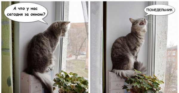 Котик понедельник