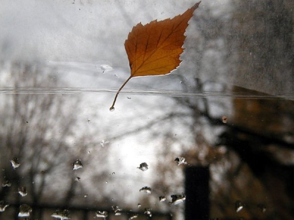 Осеннее ненастье