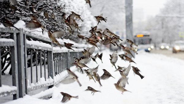 Птицы зимой на улицах города
