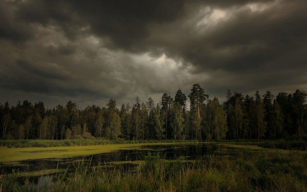 Лес перед грозой