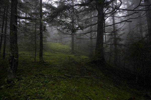 Дремучий Сосновый лес