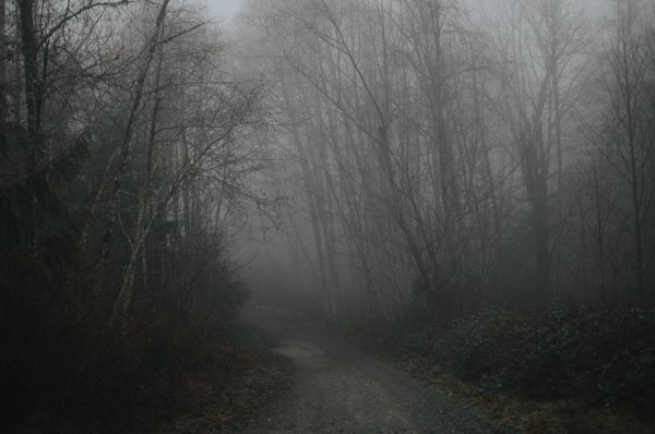 Пасмурный лес