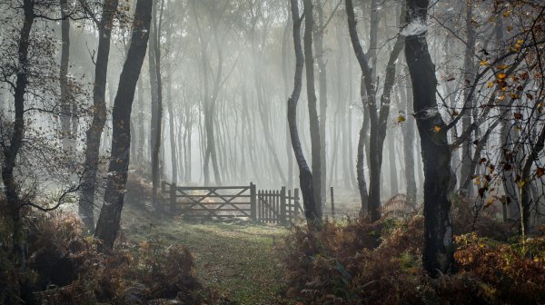 Пасмурная осень