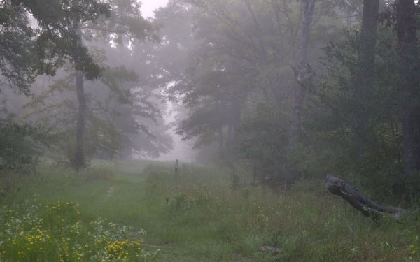 Дождь в лесу