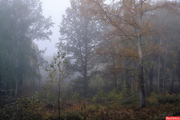 Дождь в осеннем лесу