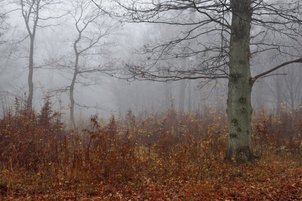 Пасмурная осень в лесу