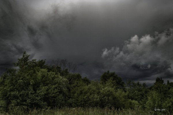 Лес перед грозой