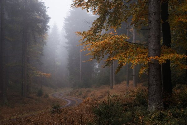 Осенний пасмурный лес