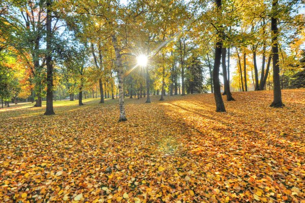 Солнечная осень