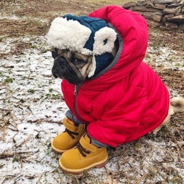 Собака в куртке