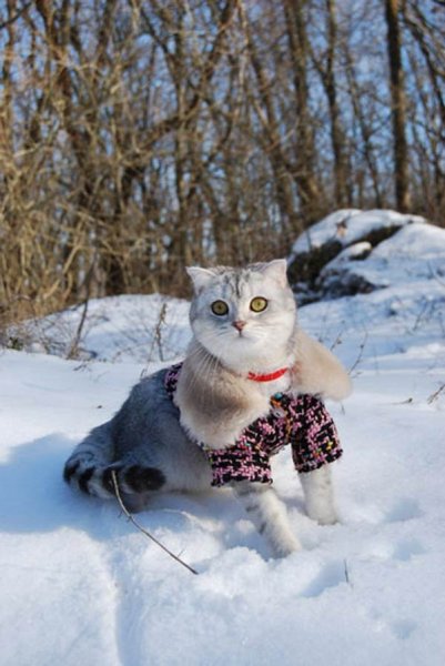 Коты зимой в одежде