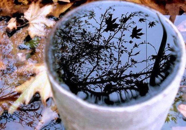 Отражение в чашке чая
