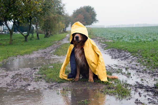 Веселый дождь