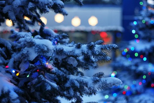 Елка на улице в снегу