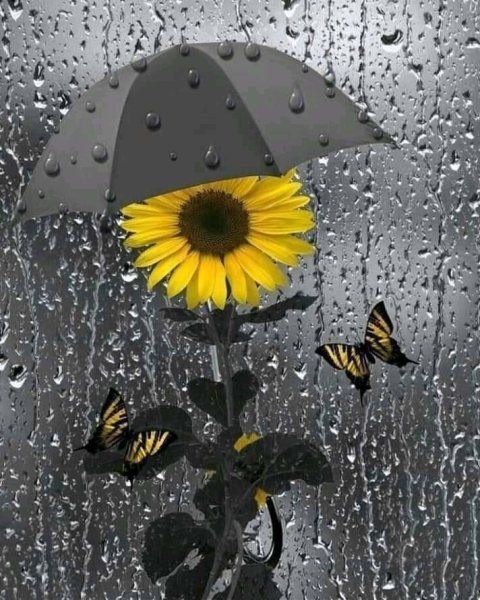 Подсолнухи под дождем