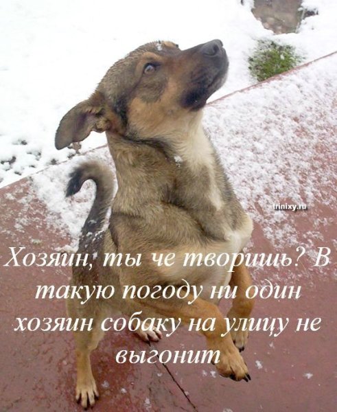 Хозяин собаку на улицу не выгонит