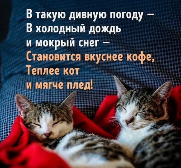 Статус про кота