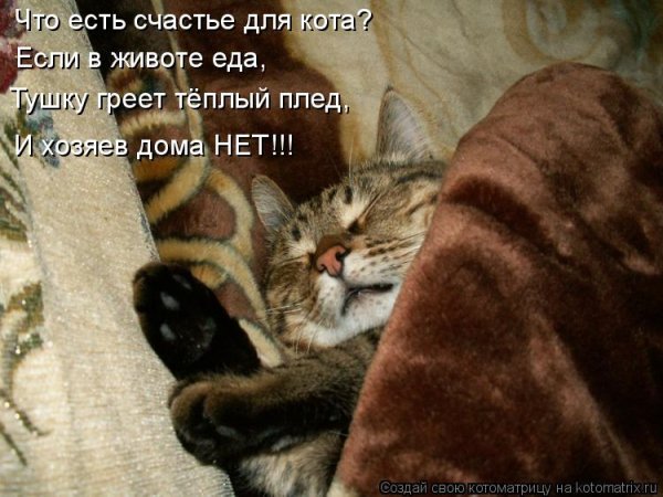 Спящие коты с надписями