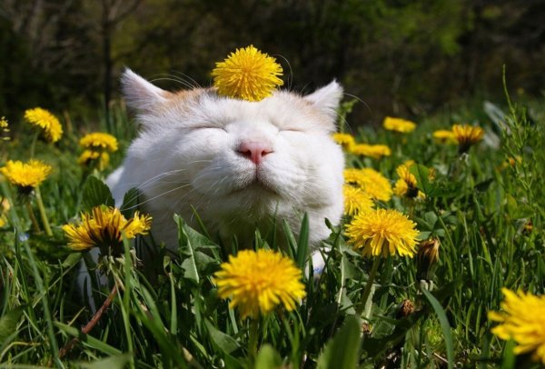 Кот и одуванчик