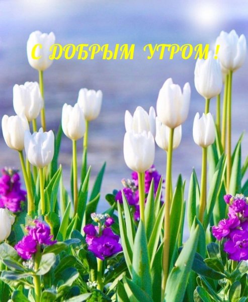 Доброе утро Весна природа с надписью