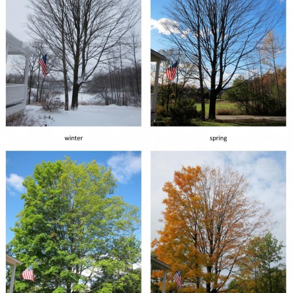 Дерево в разные времена года