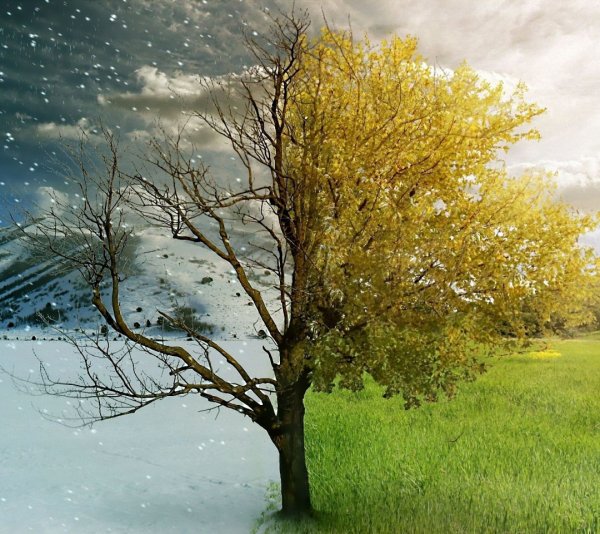 Дерево зимой и летом