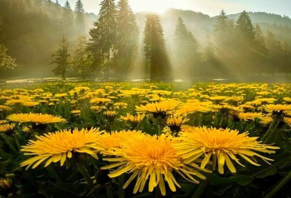 Солнечного настроения в любую