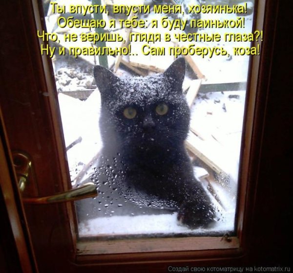 Впусти кота в дом