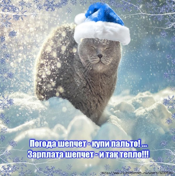 Зима коты с надписью